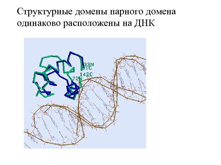 Структурные домены парного домена одинаково расположены на ДНК 