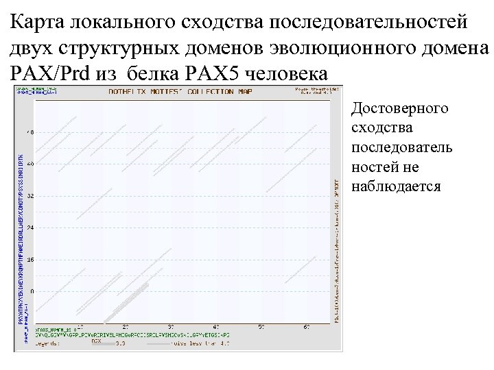 Карта локального сходства последовательностей двух структурных доменов эволюционного домена PAX/Prd из белка PAX 5