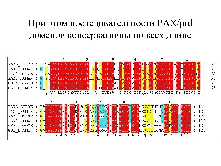 При этом последовательности PAX/prd доменов консервативны по всех длине 