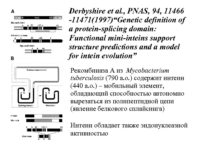 Derbyshire et al. , PNAS, 94, 11466 -11471(1997)“Genetic definition of a protein-splicing domain: Functional