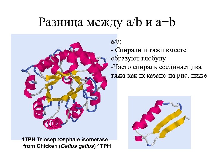 Разница между a/b и a+b a/b: - Спирали и тяжи вместе образуют глобулу -Часто