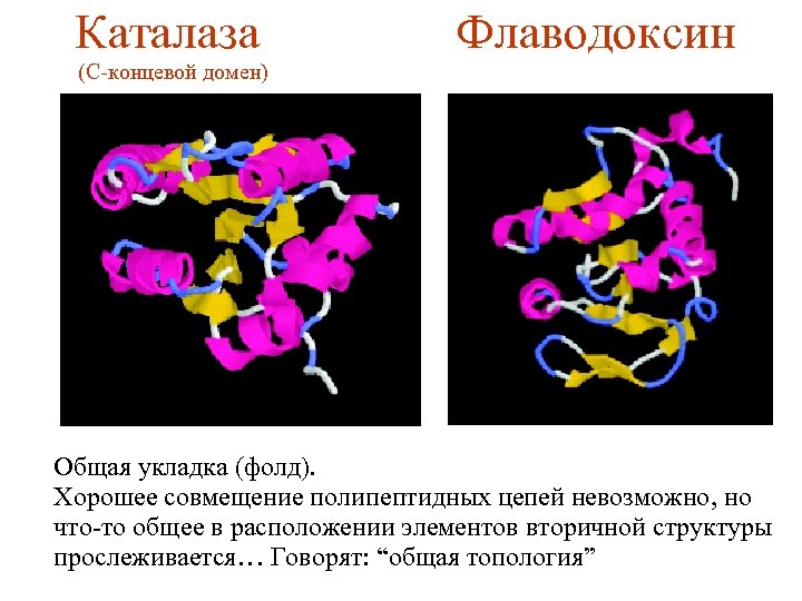 Каталаза Флаводоксин (C-концевой домен) Общая укладка (фолд). Хорошее совмещение полипептидных цепей невозможно, но что-то