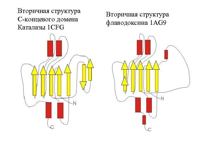 Вторичная структура C-концевого домена Каталазы 1 CFG Вторичная структура флаводоксина 1 AG 9 