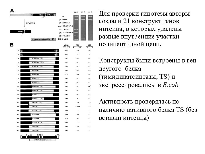 Для проверки гипотезы авторы создали 21 конструкт генов интеина, в которых удалены разные внутренние