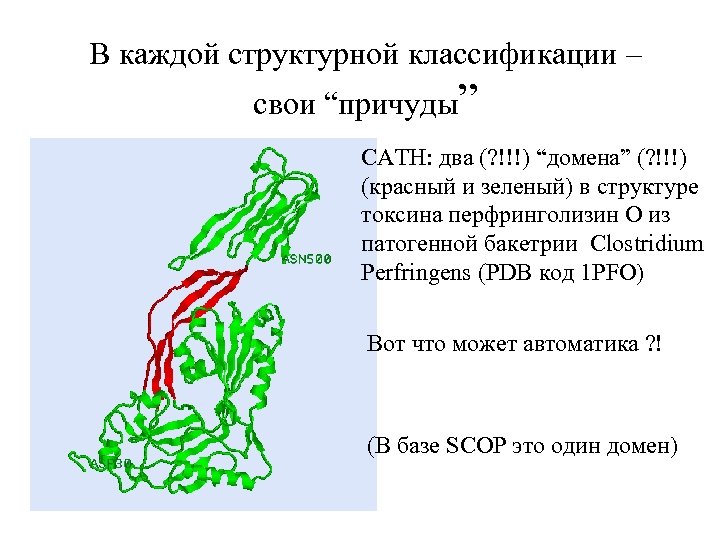 В каждой структурной классификации – свои “причуды” CATH: два (? !!!) “домена” (? !!!)