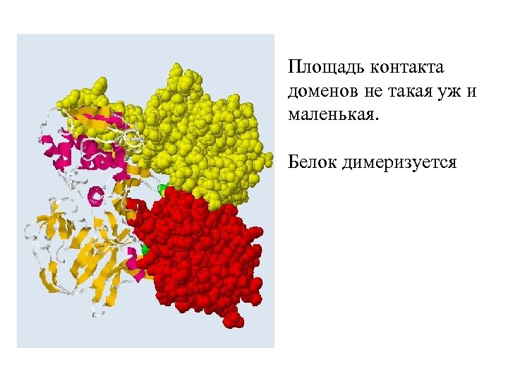 Площадь контакта доменов не такая уж и маленькая. Белок димеризуется 