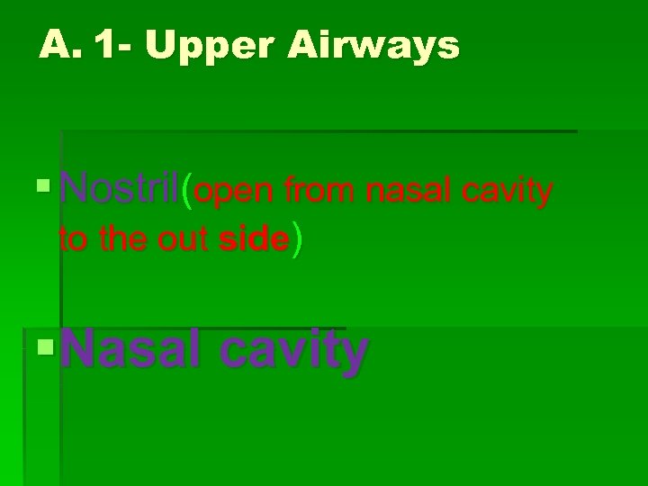 A. 1 - Upper Airways § Nostril(open from nasal cavity to the out side)