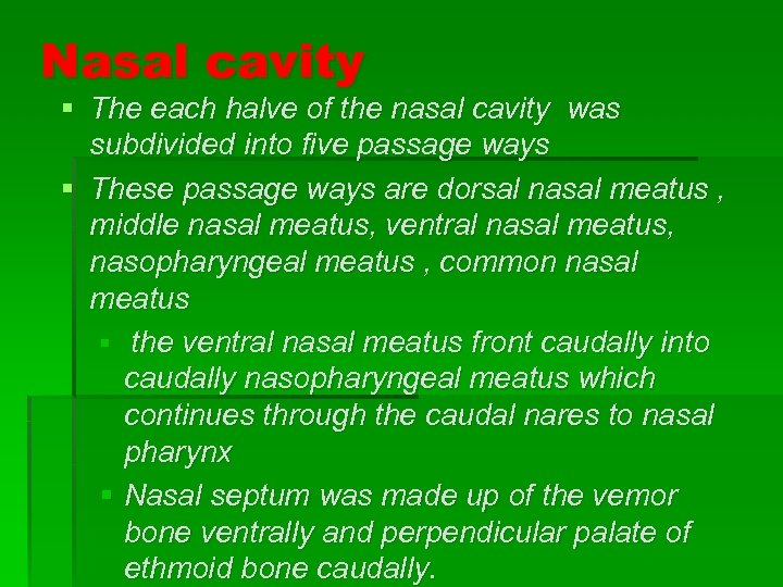 Nasal cavity § The each halve of the nasal cavity was subdivided into five