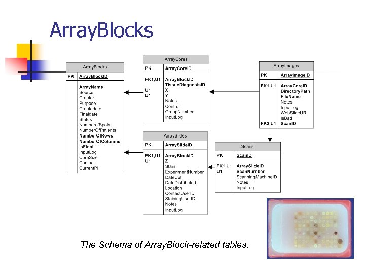 Array. Blocks The Schema of Array. Block-related tables. 