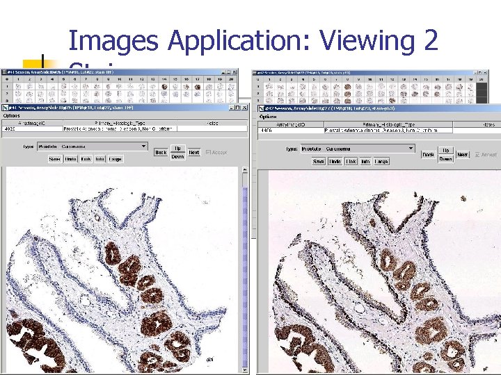 Images Application: Viewing 2 Stains 