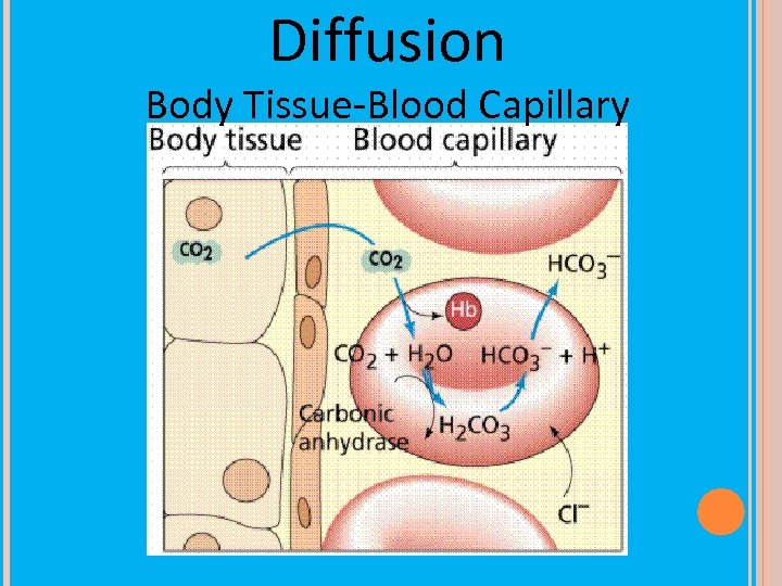 Diffusion Body Tissue-Blood Capillary 