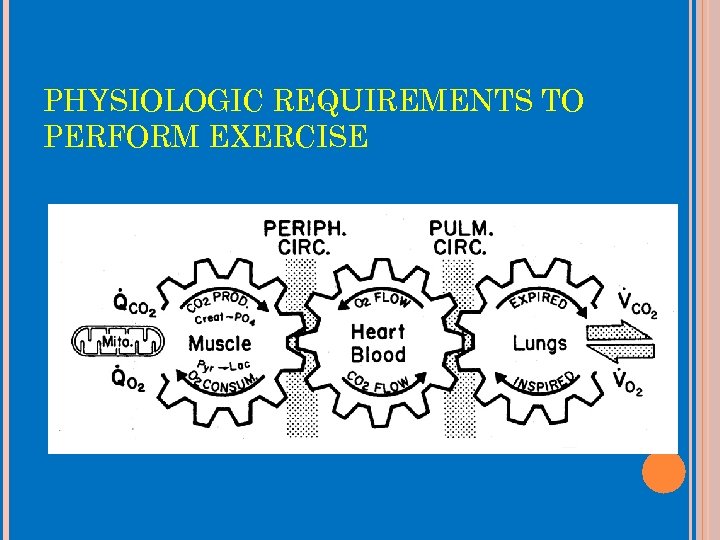 PHYSIOLOGIC REQUIREMENTS TO PERFORM EXERCISE 