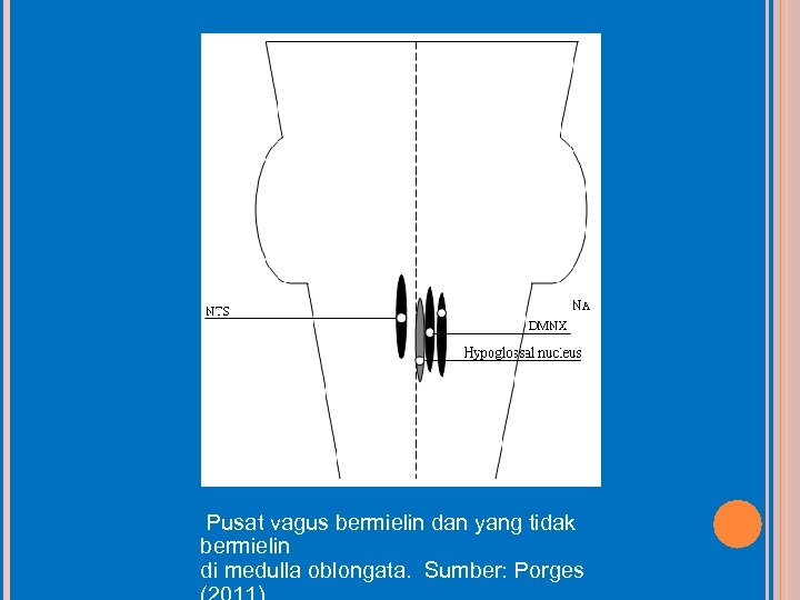 Pusat vagus bermielin dan yang tidak bermielin di medulla oblongata. Sumber: Porges 