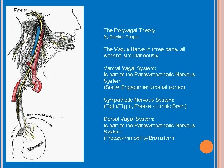 The Polyvagal Theory By Stephen Porges The Vagus Nerve in three parts, all working