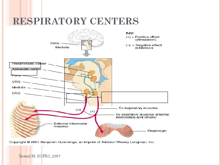 RESPIRATORY CENTERS Medullary Respiratory Center Zaenal M. SOFRO_2007 