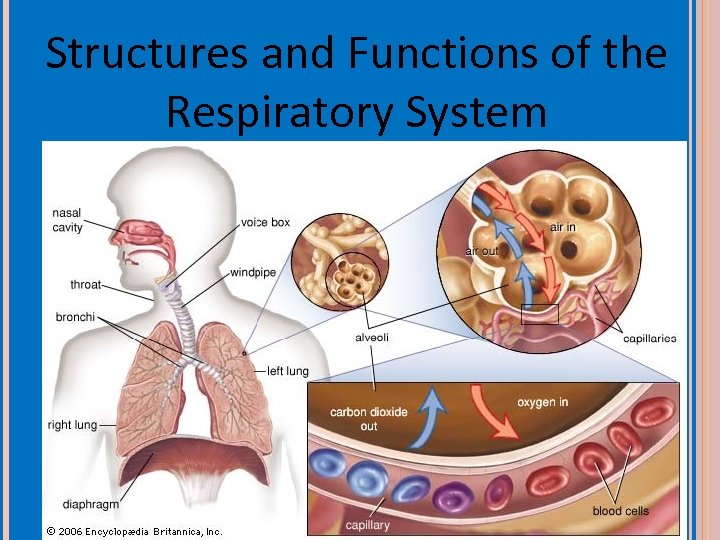 Structures and Functions of the Respiratory System 