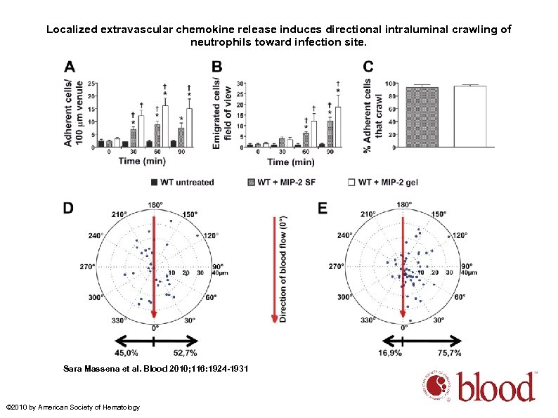 Localized extravascular chemokine release induces directional intraluminal crawling of neutrophils toward infection site. Sara