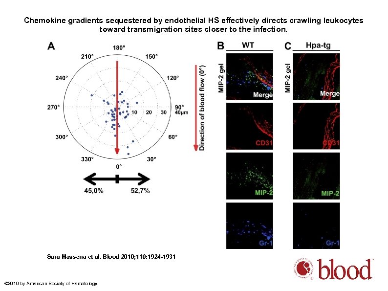 Chemokine gradients sequestered by endothelial HS effectively directs crawling leukocytes toward transmigration sites closer