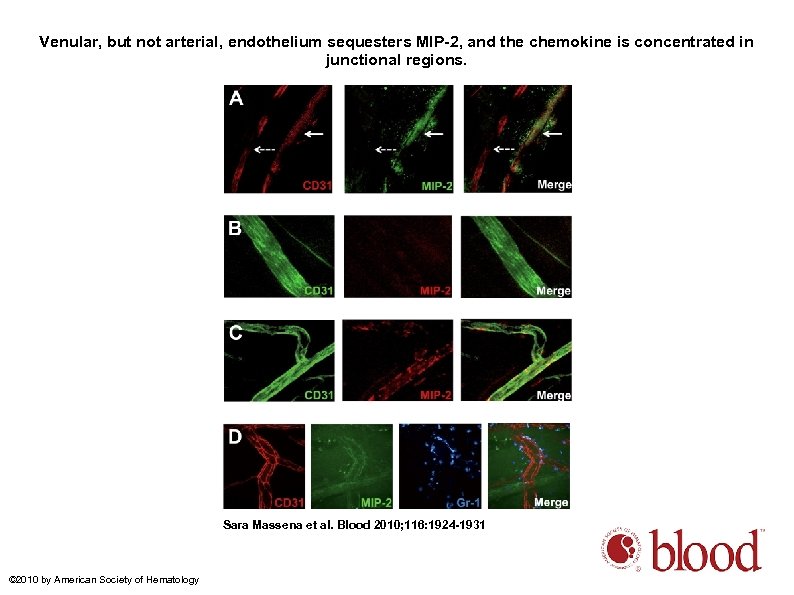 Venular, but not arterial, endothelium sequesters MIP-2, and the chemokine is concentrated in junctional
