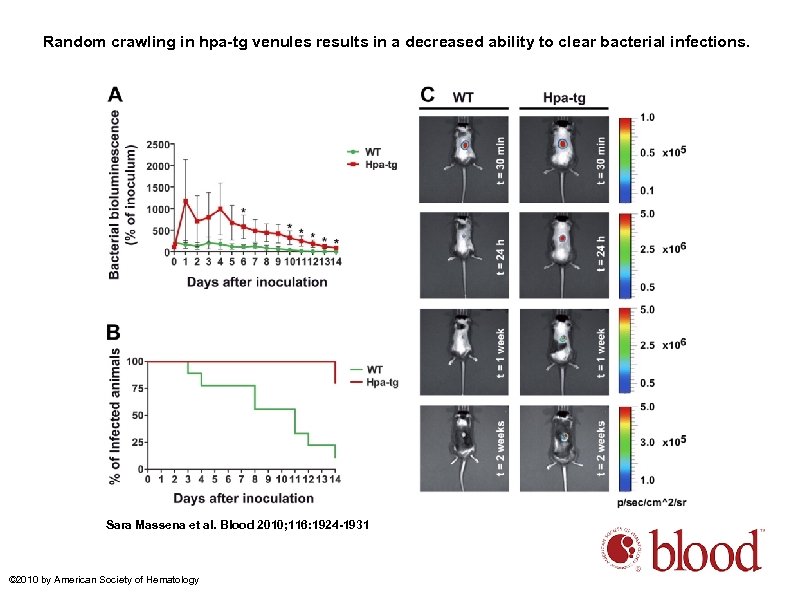 Random crawling in hpa-tg venules results in a decreased ability to clear bacterial infections.