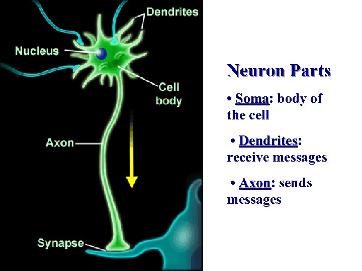 Neuron Parts • Soma: body of Soma the cell • Dendrites: Dendrites receive messages