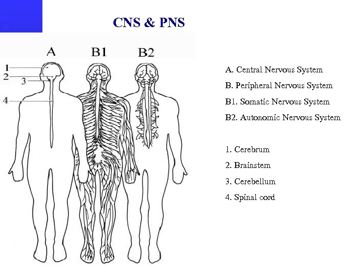 CNS & PNS A. Central Nervous System B. Peripheral Nervous System B 1. Somatic