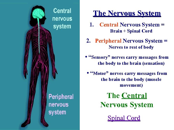 The Nervous System 1. Central Nervous System = Brain + Spinal Cord 2. Peripheral