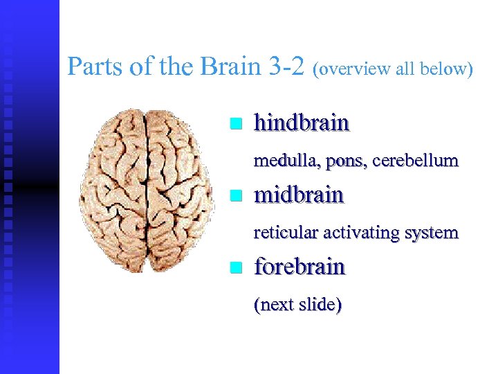 Parts of the Brain 3 -2 (overview all below) n hindbrain medulla, pons, cerebellum