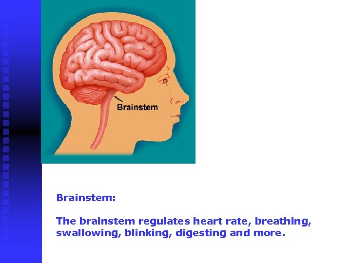 Brainstem: The brainstem regulates heart rate, breathing, swallowing, blinking, digesting and more. 