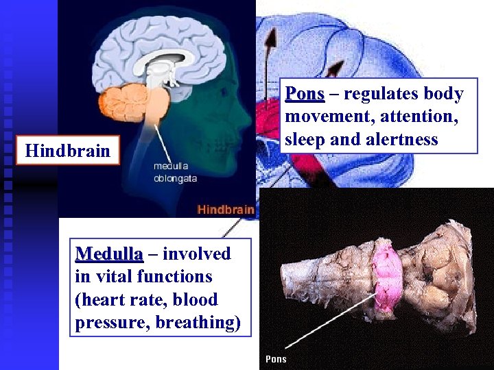 Hindbrain Medulla – involved Medulla in vital functions (heart rate, blood pressure, breathing) Pons