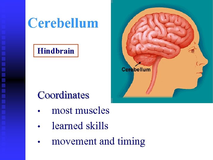 Cerebellum Hindbrain Coordinates • most muscles • learned skills • movement and timing 