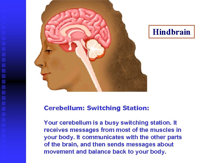 Hindbrain Cerebellum: Switching Station: Your cerebellum is a busy switching station. It receives messages