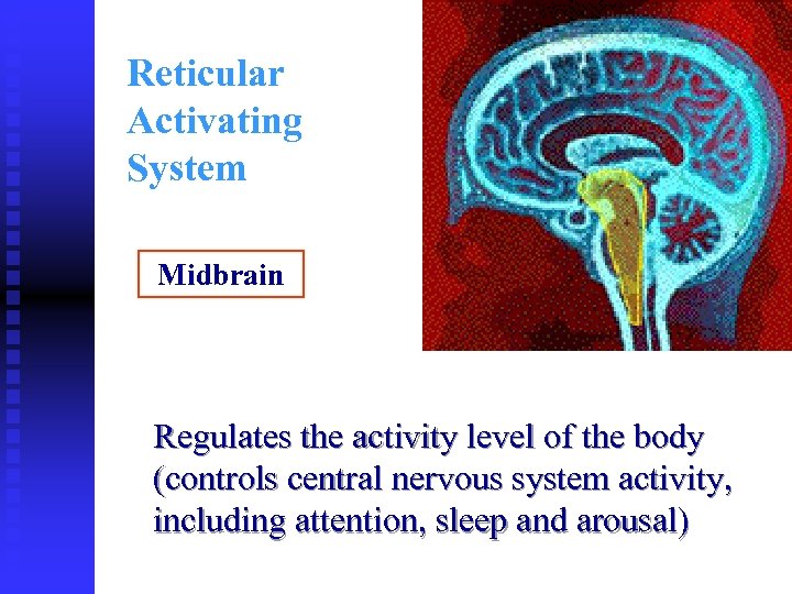 Reticular Activating System Midbrain Regulates the activity level of the body (controls central nervous