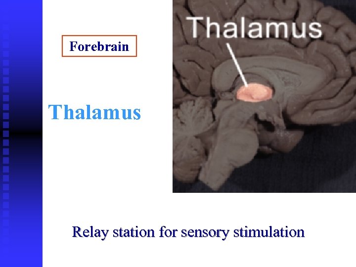 Forebrain Thalamus Relay station for sensory stimulation 