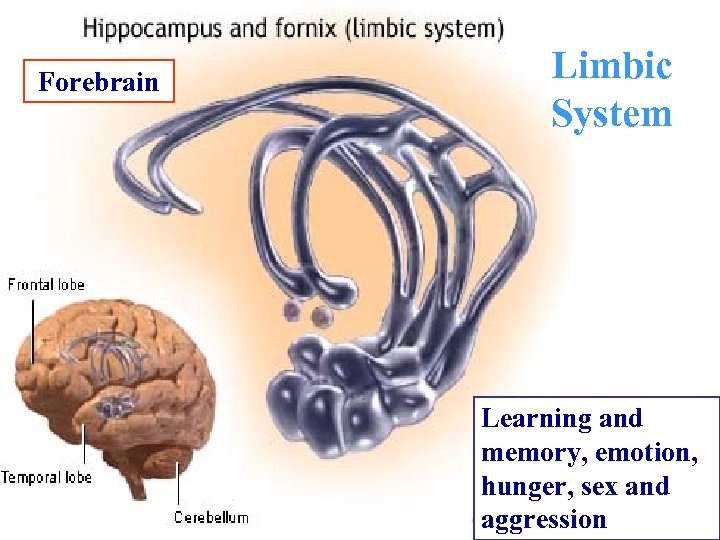 Forebrain Limbic System Learning and memory, emotion, hunger, sex and aggression 