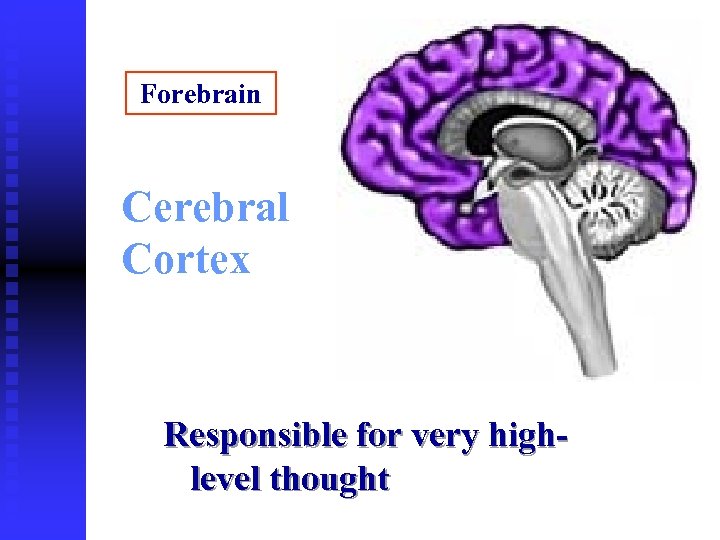 Forebrain Cerebral Cortex Responsible for very highlevel thought 