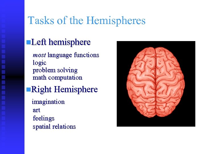 Tasks of the Hemispheres n. Left hemisphere most language functions logic problem solving math