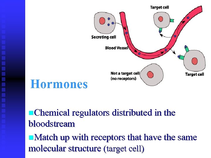 Hormones n. Chemical regulators distributed in the bloodstream n. Match up with receptors that