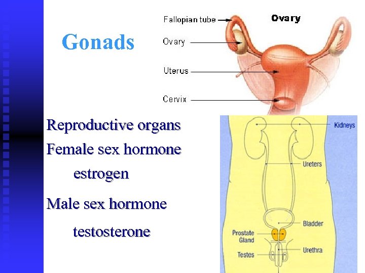 Gonads Reproductive organs Female sex hormone estrogen Male sex hormone testosterone 