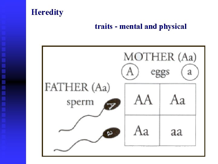 Heredity traits - mental and physical 