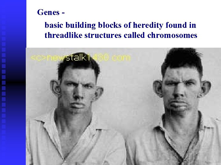 Genes basic building blocks of heredity found in threadlike structures called chromosomes 