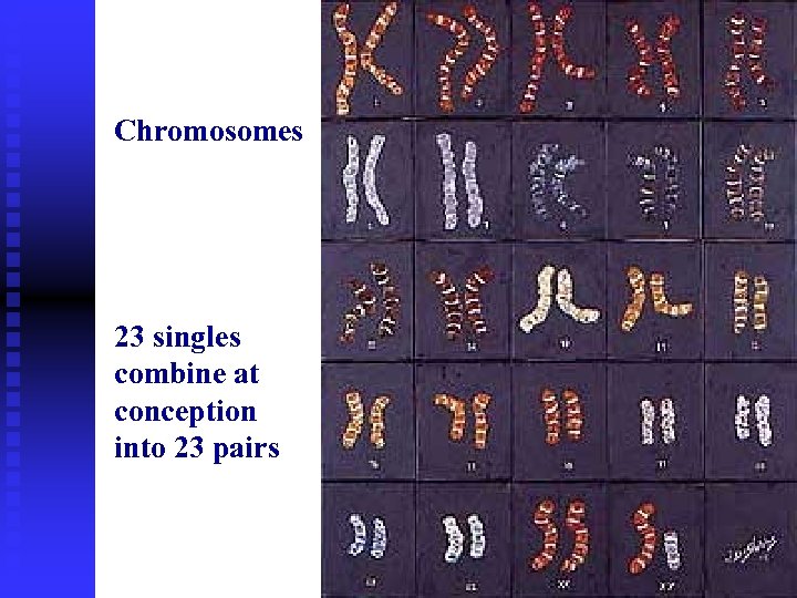 Chromosomes 23 singles combine at conception into 23 pairs 