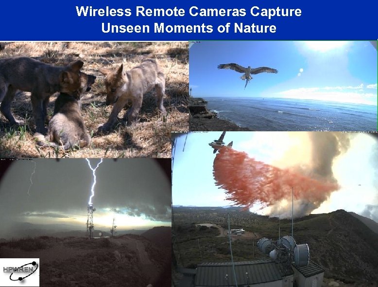 Wireless Remote Cameras Capture Unseen Moments of Nature 