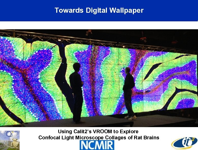 Towards Digital Wallpaper Using Calit 2’s VROOM to Explore Confocal Light Microscope Collages of