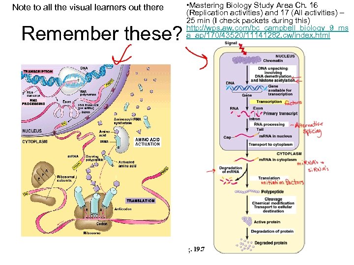 Note to all the visual learners out there Remember these? • Mastering Biology Study