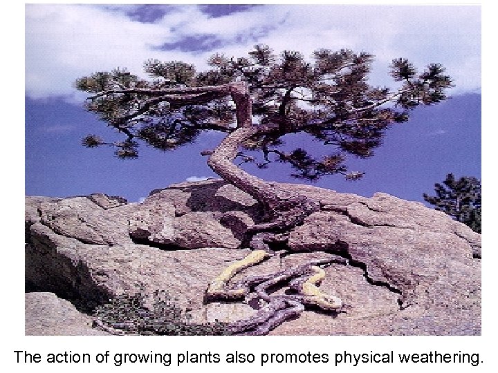 The action of growing plants also promotes physical weathering. 