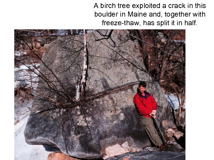 A birch tree exploited a crack in this boulder in Maine and, together with