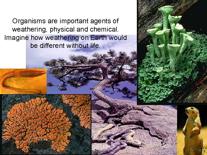 Organisms are important agents of weathering, physical and chemical. Imagine how weathering on Earth