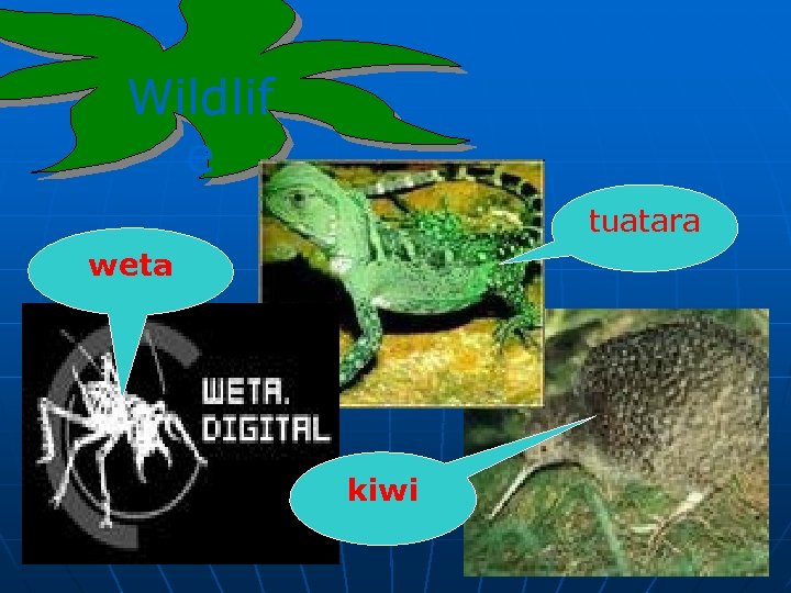 Wildlif e tuatara weta kiwi 