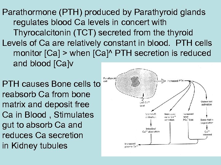 Parathormone (PTH) produced by Parathyroid glands regulates blood Ca levels in concert with Thyrocalcitonin